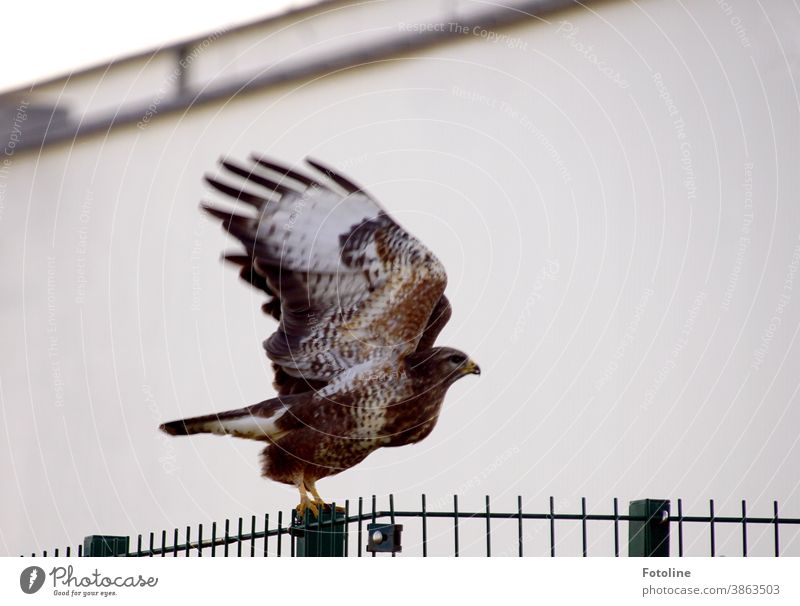 Departure - or a buzzard sits on a fence. The moment I pressed the trigger, he spread his wings and flew off. Hawk Bird Bird of prey Animal Nature Exterior shot
