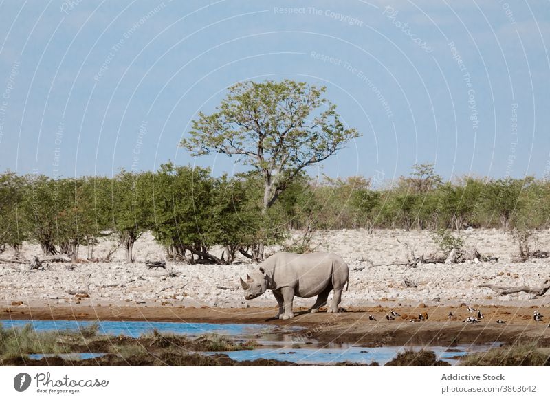 Wild rhinoceros near clear pond in savanna lake water fresh savannah wild animal nature sunny shore daytime huge serene harmony calm idyllic tranquil peaceful