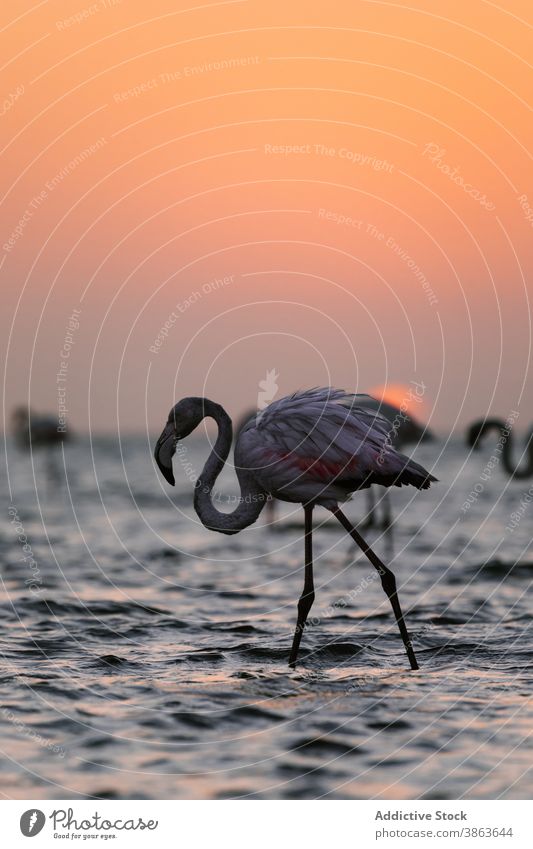 Graceful flamingo in lake at sunset pink bird sundown plumage water grace twilight sky savanna nature tranquil calm ripple dusk evening scenic animal natural