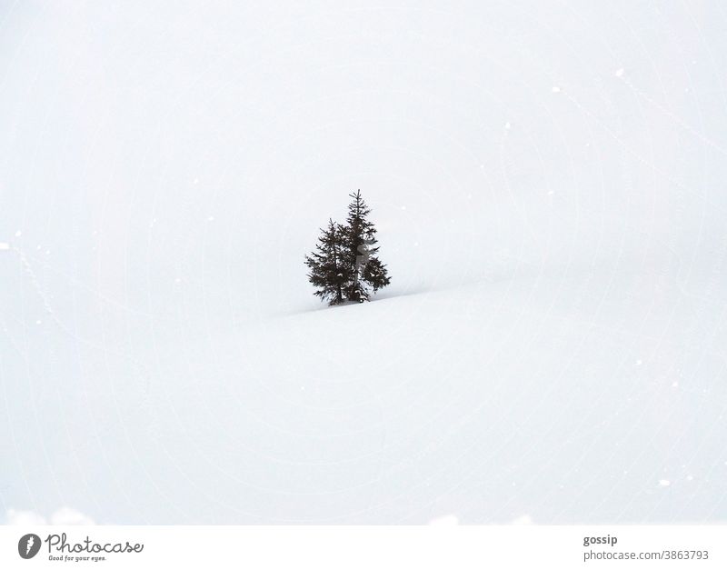 Fir trees in the snow fir tree fir trees winter landscape Snowscape Winter Christmas Christmassy White Green Idyll Snowfall Loneliness Snow fun Skiing Landscape