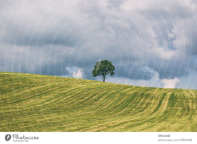 Single tree on a hill in a rural area in summer in a thunderstorm atmosphere. landscape single rural areal countryside idyllic scenery meadow grassland season