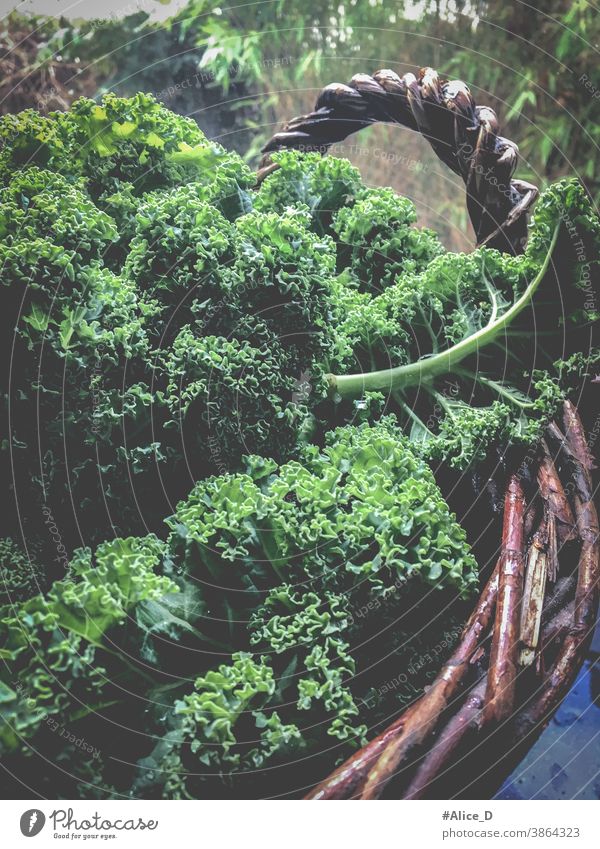 Kale in basket View from above background brassica cabbage closeup curly detox diet farm food frame fresh fresh kale freshness garden green green food