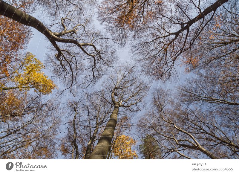 Autumn forest with few foliage but with bare branches in frog's eye view under a blue sky Automn wood Worm's-eye view trees Forest Beech wood Deciduous tree Sky