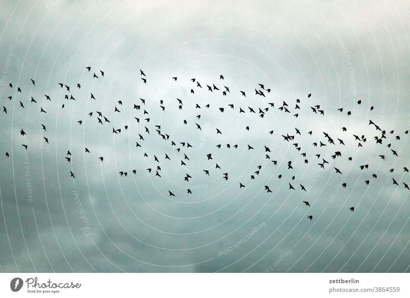 Flock of birds or flock of birds? Evening Movement Trajectory Airfield Sky Deserted Nature Copy Space Transport wide Bird crowd shoofy Flying Starling Crow