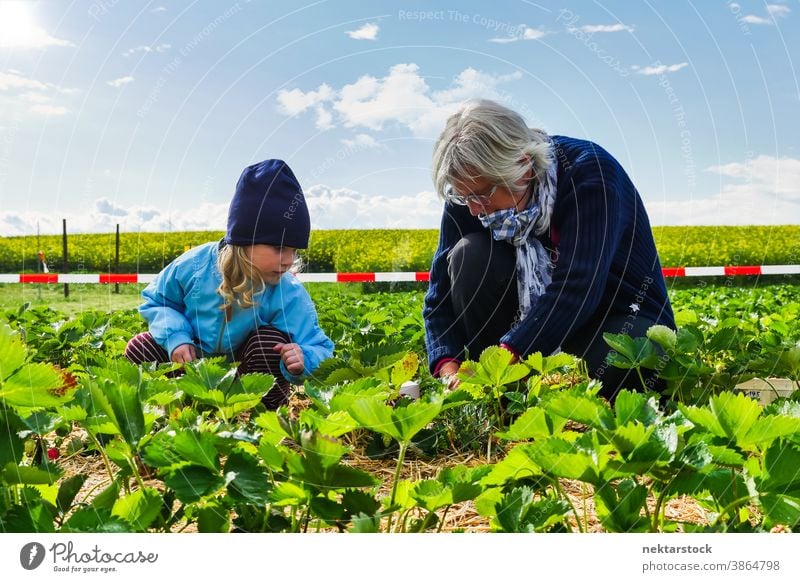 Child and Grandmother Picking Crops in Agricultural Field woman child grandmother field agriculture crop picking greens caucasian full length food harvest ripe