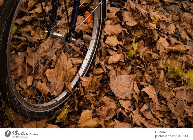 Close up of a bicycle tire with fallen leaves in autumn Bicycle tyre Autumn Orange golden Gold To fall Leaf colourful Nature Tire Transport