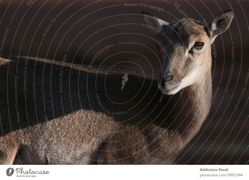 Wild sheep on sunny day in nature mouflon wild antler young habitat animal horn natural stand fauna sunlight environment mammal calm summer beautiful harmony