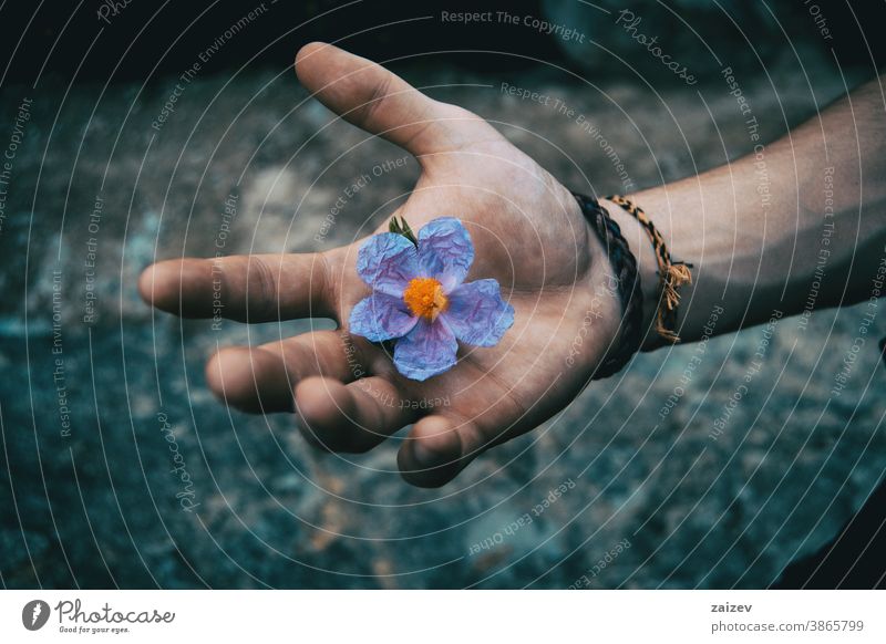 A human hand holding a bluish flower of cistus albidus nature vegetation natural blossom flowered flourished botany botanical petals blooming closeup unfocused