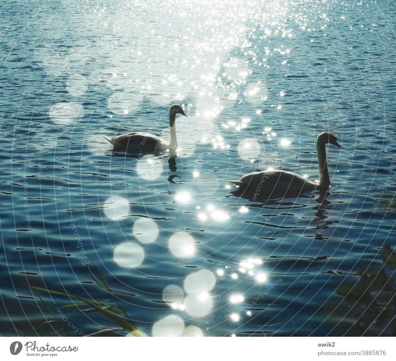 Floating swans Swan Animal Water Pond Waves Beautiful weather Nature Environment Lake Swimming & Bathing Movement Elegant Together Serene Contentment Idyll Calm