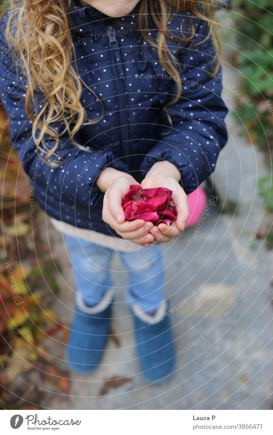 Little blonde girl holding rose petals in her hands little flower play playing fun family weekend joy autumn rejoice child kid childhood preschooler red cold