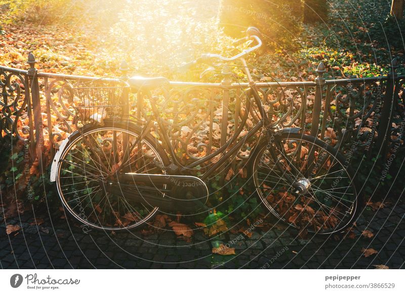 Bicycle in backlight Back-light Park Sun Summer Exterior shot Light Sunbeam Tree Deserted Environment Plant Colour photo Sunlight Beautiful weather Nature