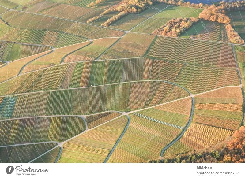 Bird's eye view of the vineyards in autumn Autumn Landscape Field Nature Exterior shot Environment Moselle Mosel (wine-growing area) Vine Winegrower