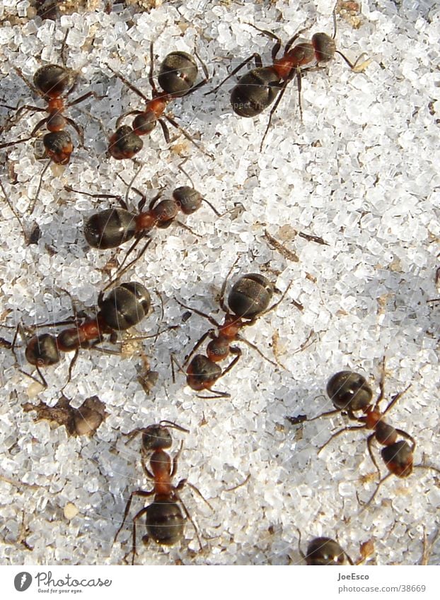 forest ants inferno Environment Wild animal Group of animals Exceptional Ant Insect Sugar Macro (Extreme close-up)