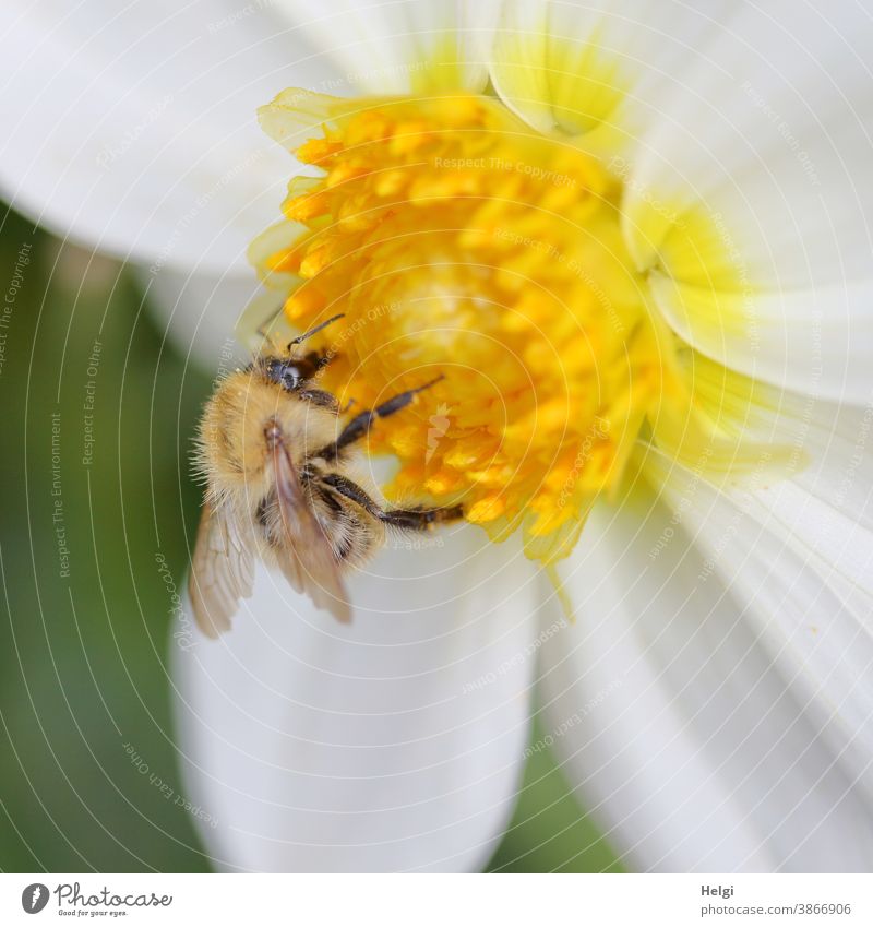 HAPPY BIRTHDAY PHOTOCASE - Wild bee collects pollen in the yellow centre of a white dahlia flower Bee wild bee Insect Flower Blossom Pollen Nectar Summer