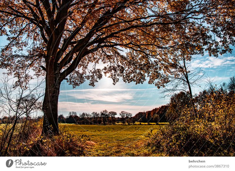 It's coming over. Tree trunk Landscape Autumn leaves Automn wood Sunbeam Idyll Blue sky Sky autumn walk Autumnal colours autumn mood Seasons Calm