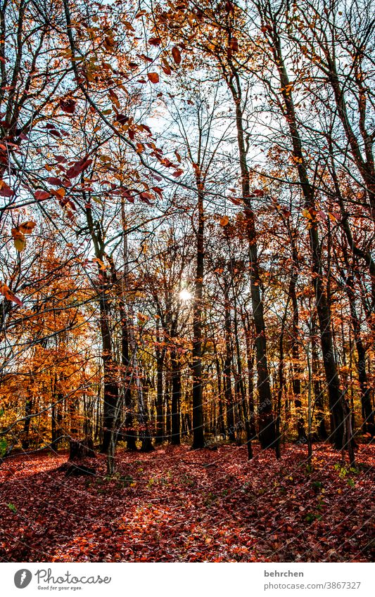 LOVE THE FOREST Autumnal landscape Autumnal weather leaves Automn wood Sunbeam Idyll Blue sky Sky autumn walk Autumnal colours autumn mood Seasons Autumn leaves