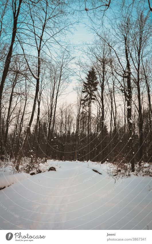 Winter forest with sledge tracks and footprints in the snow - plus blue sky and snow on branches and twigs Snow footsteps Forest Cold Tree forest path Frost