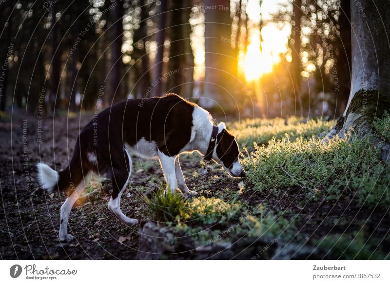 Dog sniffs in the forest, back light and golden sun in the evening Forest Back-light Sun Gold tree trunks Moss black-white Crossbreed pretty Animal Pet Nature