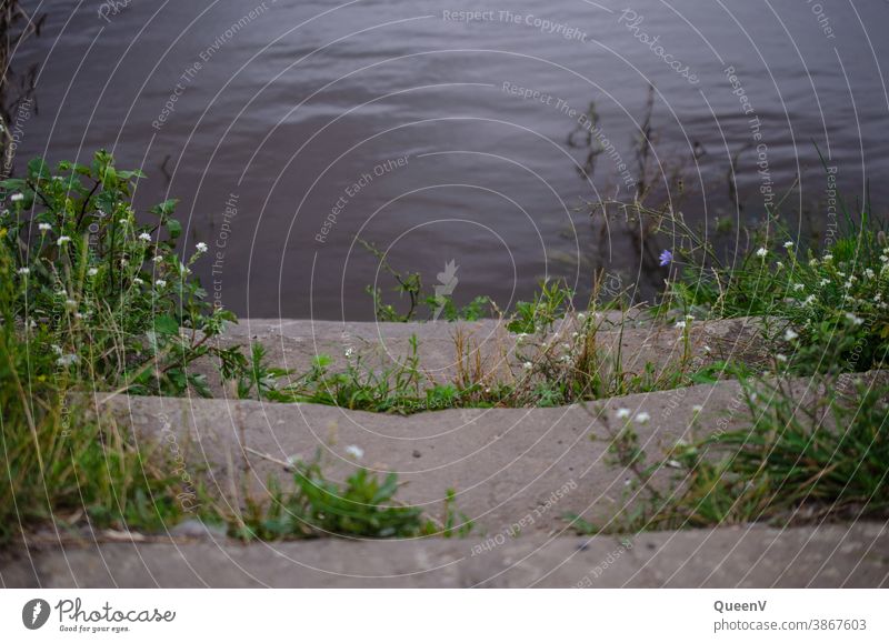 Stone stairs on the banks of the Elbe in Dresden Stairs Stone steps Elbufer Water Stage plants Town River bank flood protection Flood Elbe Cycle Route