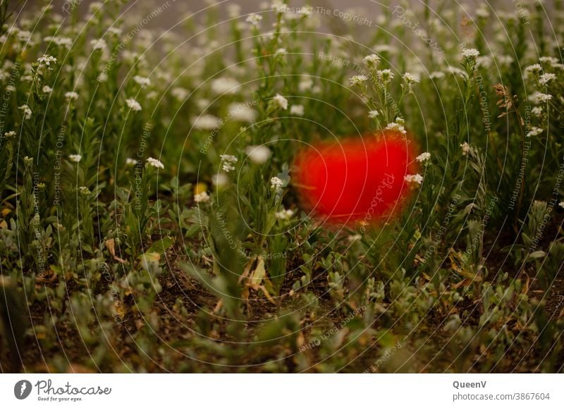 White flowers in background with blurred poppy in foreground Poppy poppy flower Red Plant plants Nature City life urban nature Summer Poppy blossom Blossom