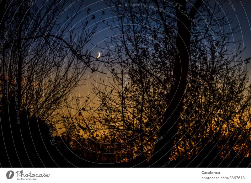 The waxing moon shines behind the silhouettes of the bare trees from the evening, winter sky Cold Beautiful weather Winter Silhouette Sky flora plants Nature