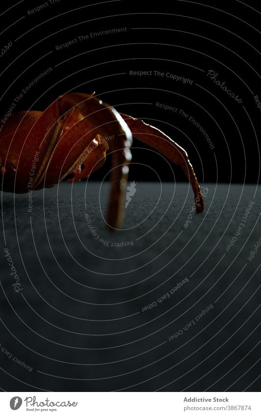 Brown crab crawling on black background spider animal fauna wild nature illustration 3d wildlife environment design creature specie shape brown realistic exotic
