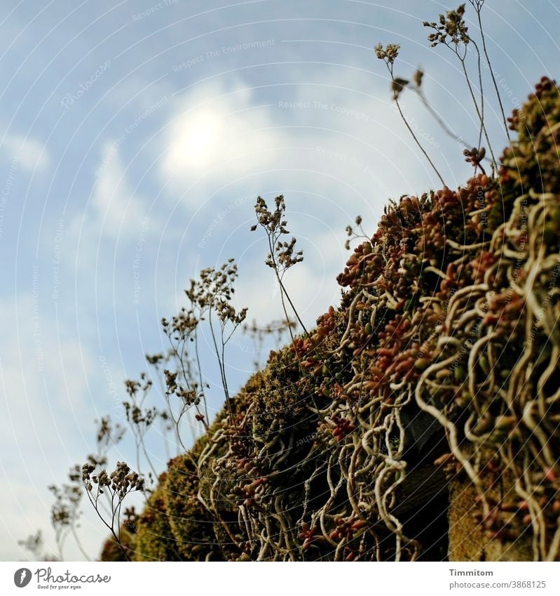 Plants and curls plants stalks aerial roots RootsEng tight Nature flora Clouds Beautiful weather Sky strange