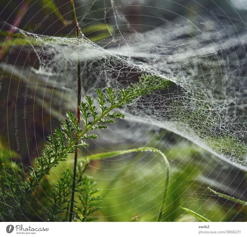 Overdrawn spinning threads Interlaced Foliage plant Colour photo Shallow depth of field Detail Close-up Exterior shot Environment Nature Plant Drops of water