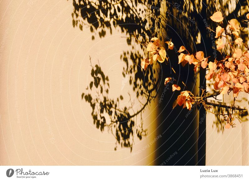 Golden autumn: some branches in autumn leaves with their shade on the opposite wall of the house, plus golden sunlight Autumn foliage Light Sunlight Shadow