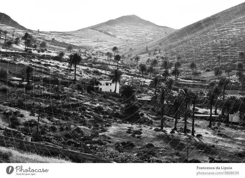 Oasis on Lanzarote palms Desert Landscape Summer Vacation & Travel Deserted Far-off places Canaries Island Black & white photo Smooth Waves Terraced fields