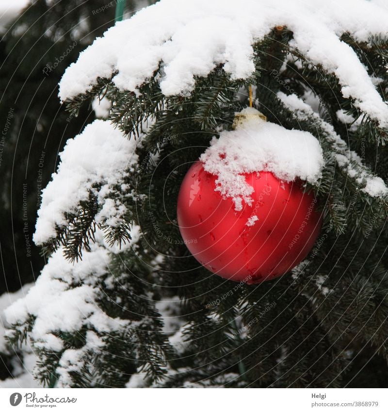 red christmas bauble with snow cap hangs outside on a snow covered fir branch christmas ball Glitter Ball Christmas Fir tree snow-covered Snow Winter winter