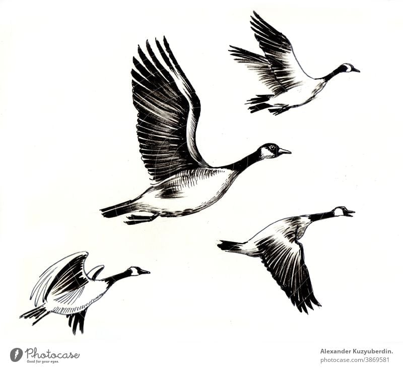 Flying geese birds. Ink black and white drawing goose flying animals nature art artwork background illustration ink sketch