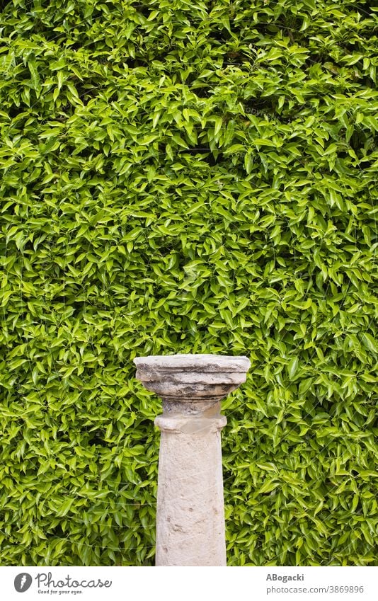 Column Pedestal and Living Wall Background texture background nature plant leaf leaves foliage leafage flora greenery vegetation living wall backdrop design