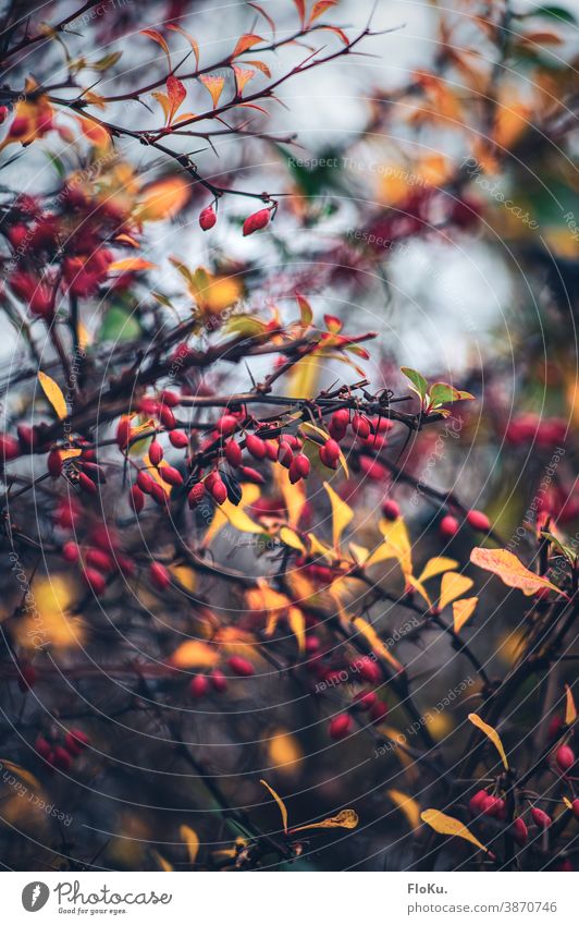 Rosehips in a play of colours with the autumn leaves Rose hip Plant Nature shrubby Bushes Branches and twigs Red Fruit Yellow Autumn Autumnal autumn mood