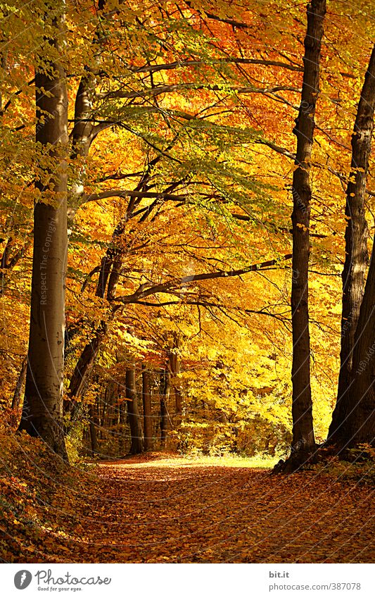 forest path Senses Relaxation Calm Meditation Vacation & Travel Tourism Trip Environment Nature Landscape Plant Autumn Beautiful weather Tree Forest Warmth