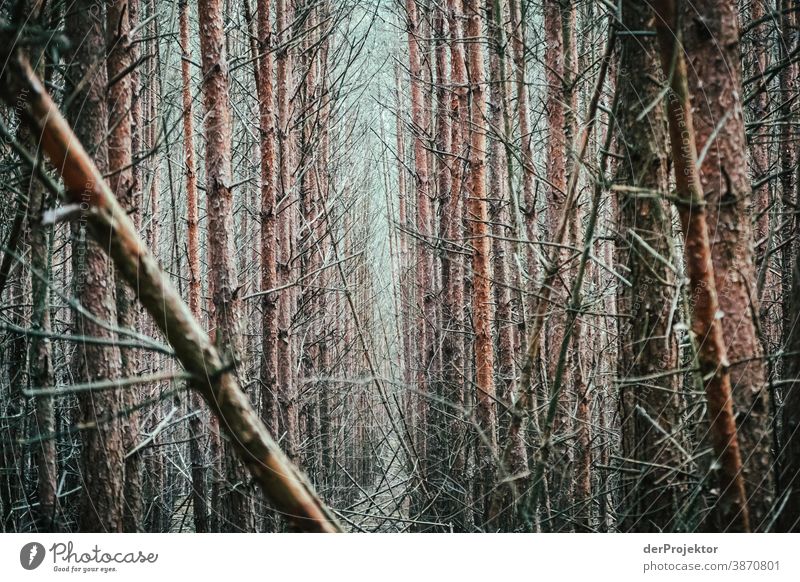 Monotonous forest in the Brandenburg nature reserve Landscape Trip Nature Environment Hiking Plant Autumn Tree Forest Acceptance Trust Belief Autumn leaves