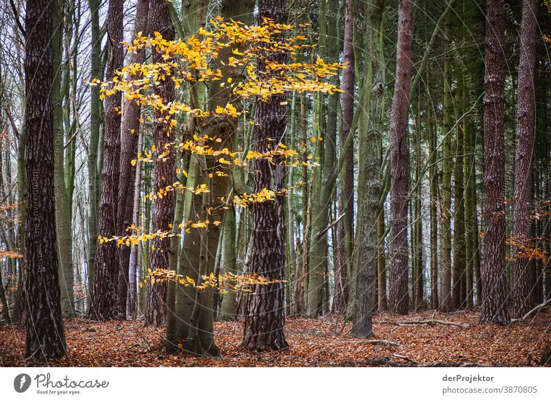 Last foliage in the Brandenburg nature reserve Landscape Trip Nature Environment Hiking Plant Autumn Tree Forest Acceptance Trust Belief Autumn leaves