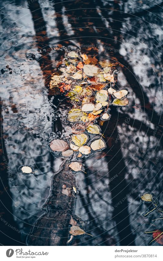 Foliage in a stream in the Brandenburg nature reserve Landscape Trip Nature Environment Hiking Plant Autumn Tree Forest Acceptance Trust Belief Autumn leaves