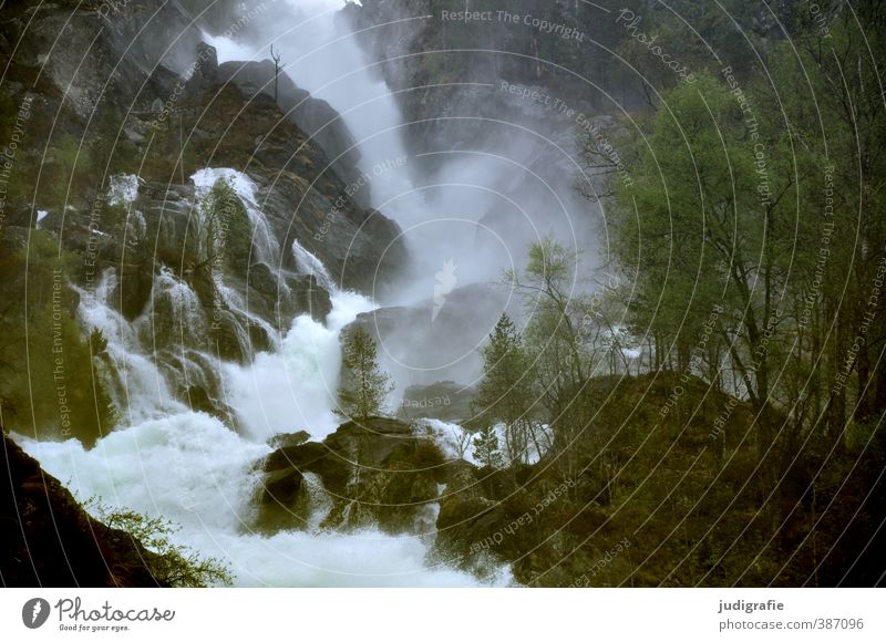 Norway Environment Nature Landscape Climate Tree Waterfall Cold Wet Natural Wild Moody Power Flow Hissing River Colour photo Subdued colour Exterior shot