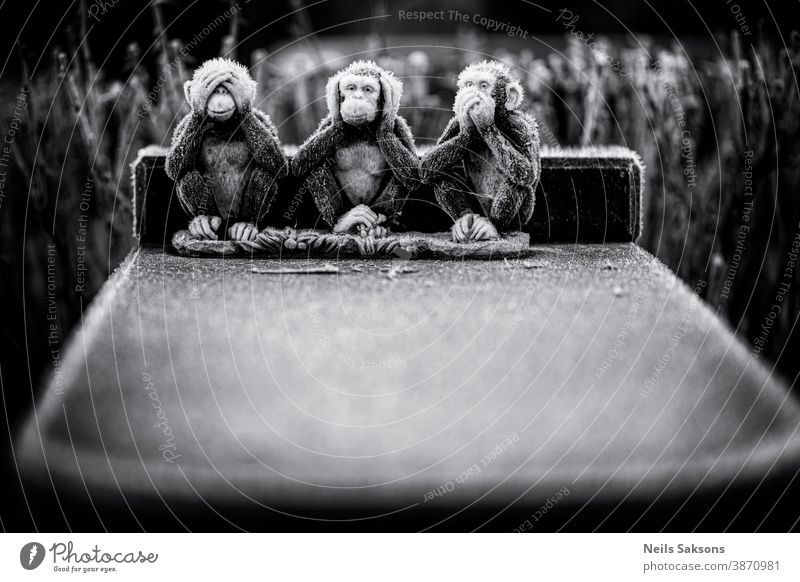 warm mittens, beenie and glasses needed. three monkeys in cold winter frost. Winter sculpture ice granite three wise monkeys three frozen monkeys abstract
