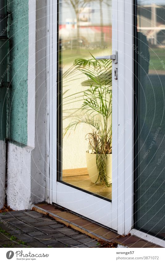 View through a glass door into the interior of an office with a pot plant as room decoration Glass door Front door Office Load review Reflections tub plant