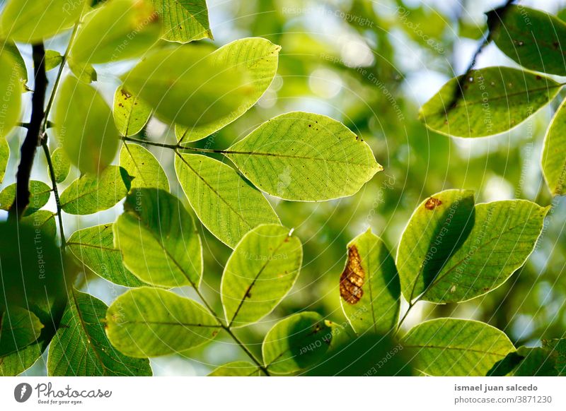 green tree leaves in autumn season, green background branches leaf nature natural foliage textured outdoors beauty fragility freshness autumn mood fall Seasons