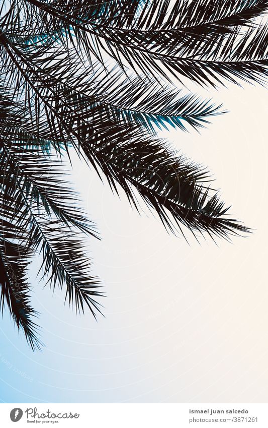 palm tree leaves silhouette in the sky palm tree silhouette leaves space for text Sky blue Blue sky Clear sky Shadow Silhouette Minimalistic nature leaf