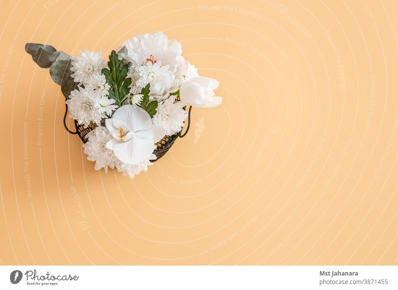 The background is a solid color with vivid white flower. - a Royalty Free  Stock Photo from Photocase