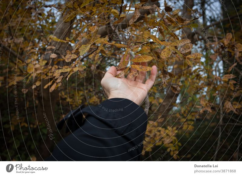 Hand touch foliage in the forest adult autumn care caucasian close-up concept detail dry hand holding human leaf leaves lifestyle natural nature one outdoor