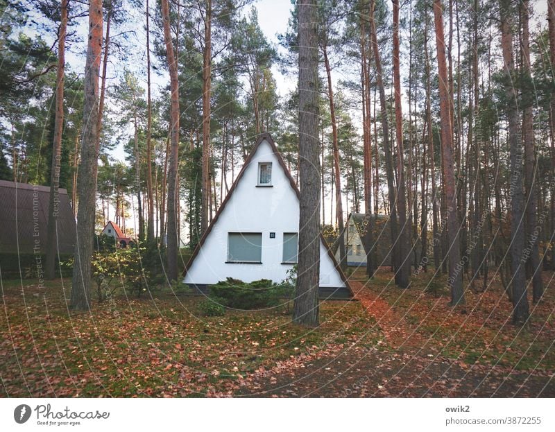pointed roof Holiday Village bungalows Exterior shot Colour photo Nature Relaxation Landscape Pitch of the roof Simple Tree Forest foliage tree trunks Triangle