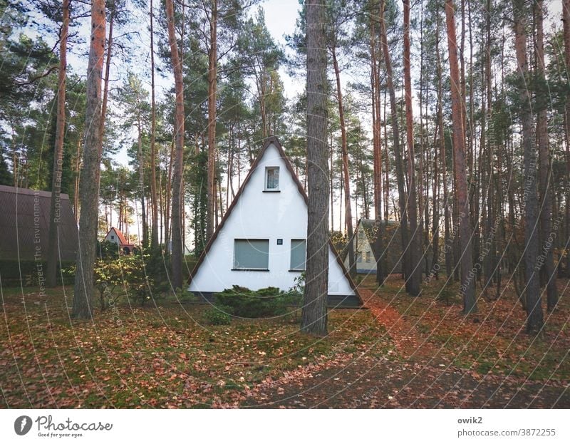 triangular relationship Holiday Village bungalows Exterior shot Colour photo Nature Relaxation Landscape Pitch of the roof Simple Tree Forest foliage