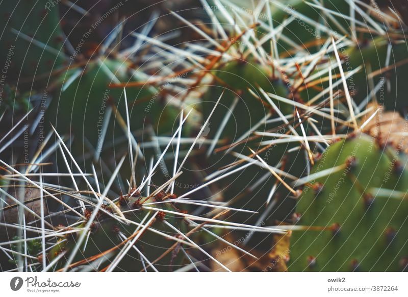 Pointed Cactus prickles peak Thorny Detail Shallow depth of field Contrast Plant Green Colour photo Deserted Nature Close-up Exotic Macro (Extreme close-up) Day