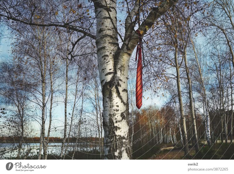 tie obligation Tree Birch tree Above twigs branches Tie Hang puzzling Unclear Landscape Lake Lausitz forest Cloudless sky Twigs and branches Deserted