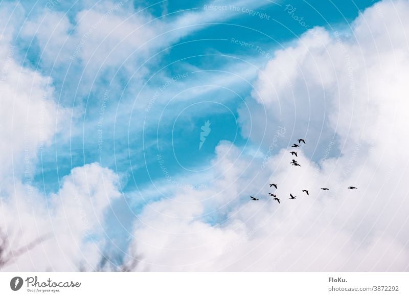 Geese fly south geese Bird birds Flying Autumn Migratory birds Clouds Sky Beautiful weather Formation flying Flock of birds Flight of the birds southbound